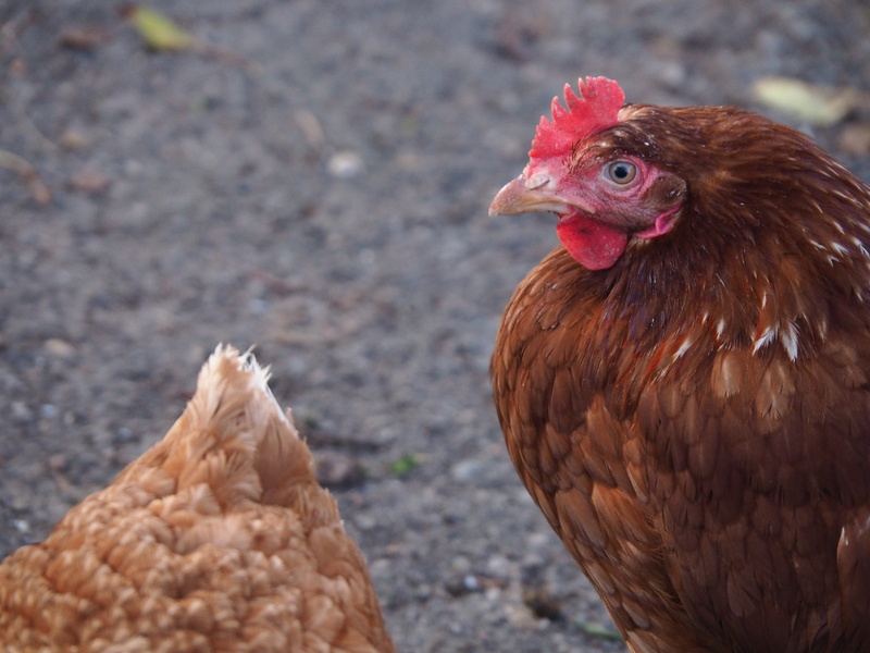 male, mammal, chicken, feather, domestic, egg, one animal, rooster, 4K, domestic animals, small, close-up, animal themes, hahn, male animal, bird, flights