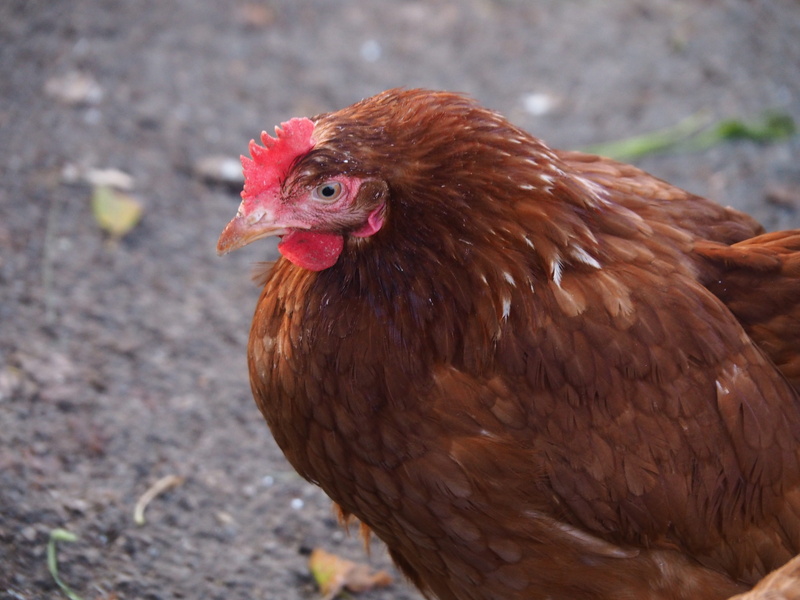 cute, shredder, outdoors, wing, 4K, hahn, vertebrate, male, focus on foreground, mammal, profile view, food, nature, chicken, domestic animals, animal head