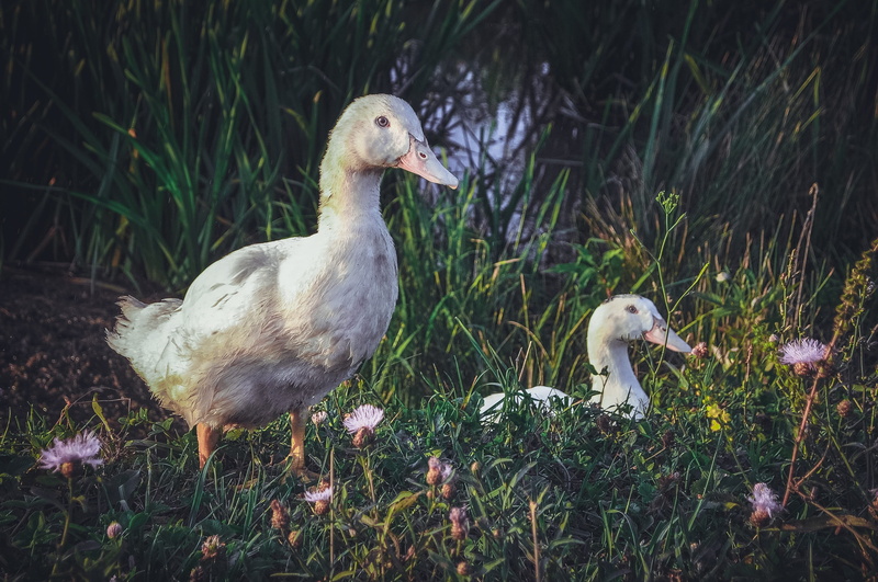 lake, 2K, land, bird, animal, beak, ducktales, wing, subsistence farming, day, pets, duck, nature, animal themes, two, young animal, plant, poultry, white