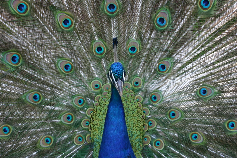 nature, Peacock, beak, 2K, vibrant Color, blue beat rad, outdoors, day, peacock feather, beauty In Nature, colors, fanned out, multi Colored, animal body part