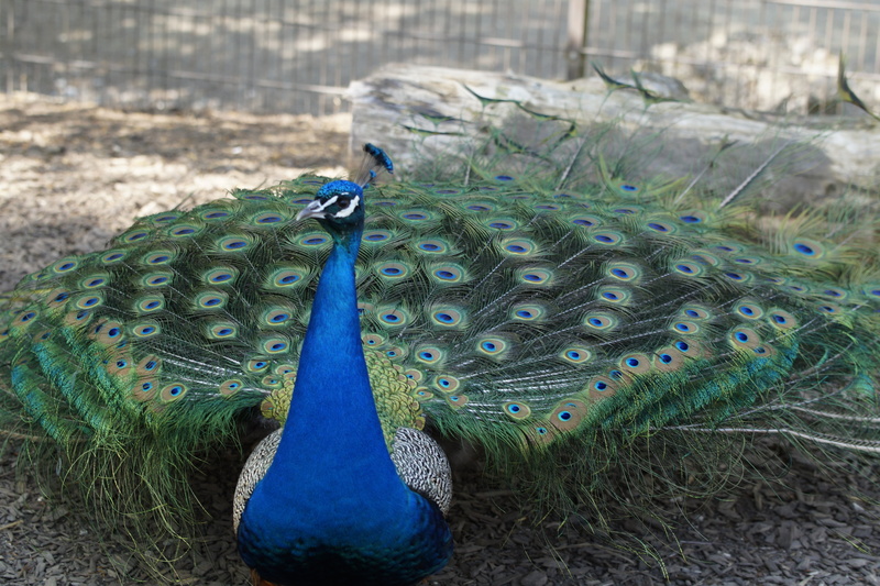 strut, 5K, no people, day, animal wildlife, peacock, balz, blue, close-up, plumage, males, field, one animal, animal themes, fanned out, colorful, animals in the wild