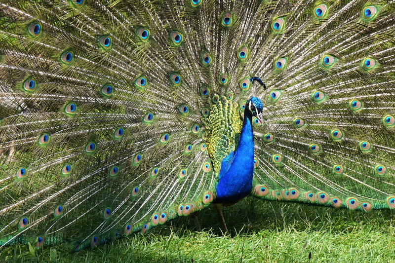 nature, feather, animals in the wild, peacock wheel, blue, animal wildlife, beat rad, peacock feather, field, animal themes, no people, grass, balz, day