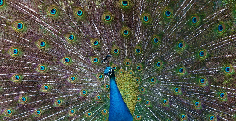 beat rad, wildlife, beak, colors, one animal, natural pattern, Feather, backgrounds, peacock wheel, plumage, color Image, vibrant Color, Peacock, green Color