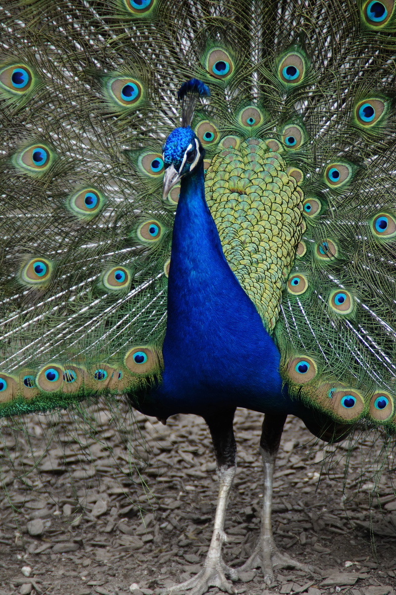one animal, plumage, animal wildlife, multi colored, intervention, spring dress, male animal, peacock wheel, pride, close-up, animal head, peacock, peacock feather