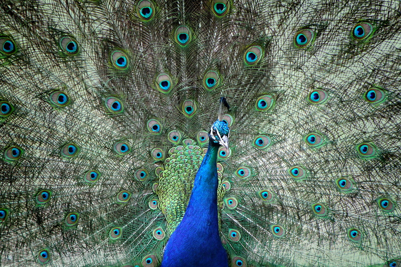 beauty, beauty in nature, feather, male peacock, backgrounds, nature, animal head, blue, 5K, fanned out, spring dress, outdoors, animal, vertebrate, Peacock