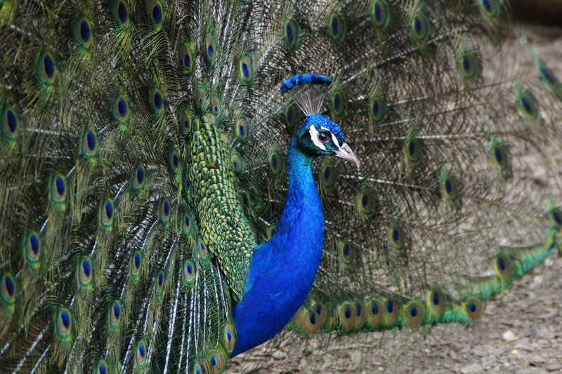 nature, beauty in nature, eastern, iridescent, pattern, pride, peacock feather, plumage, animal wildlife, animal head, 5K, one animal, outdoors, animal