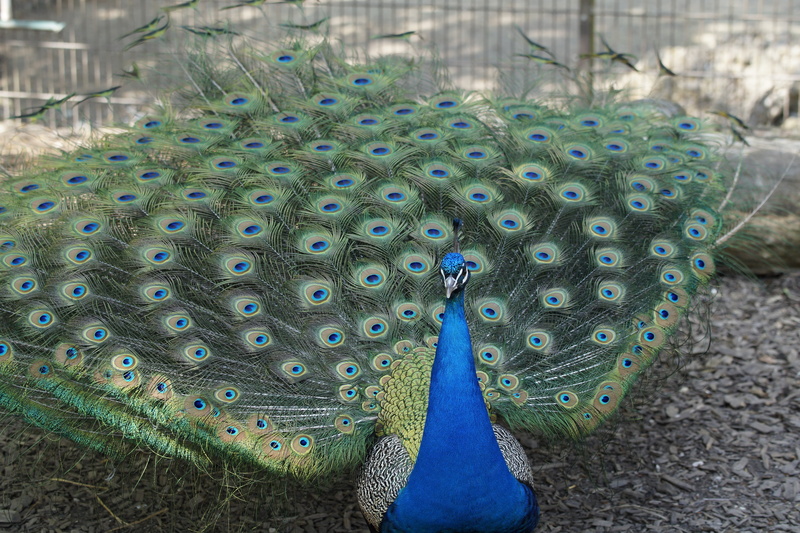 balz, plumage, bird, green, animals in the wild, animal wildlife, animal, wheel, feather, one animal, green color, beauty in nature, peacock feather, fanned out