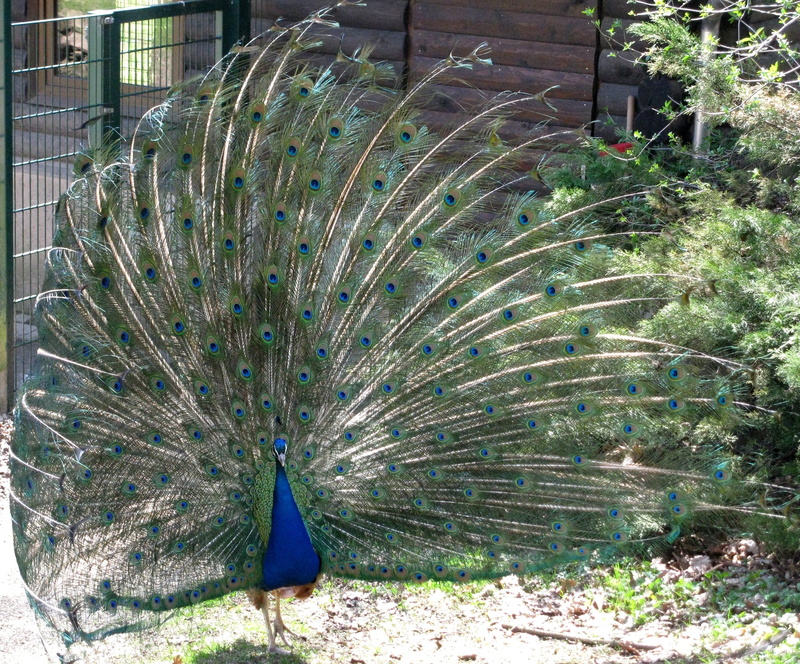 animal wildlife, one animal, bird, animals in the wild, beat rad, no people, green color, animal, feather, beauty in nature, courtship, vertebrate, Peacock