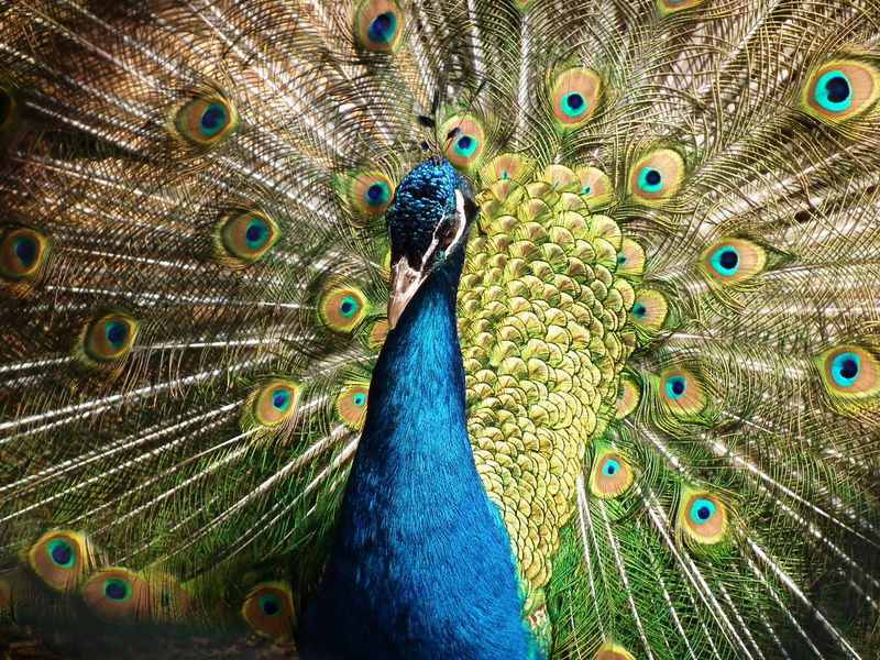 feather, green color, fanned out, peacock feather, plumage, bill, bird, animal, one animal, animals in the wild, day, close-up, 2K, gloss, beat rad, multi colored