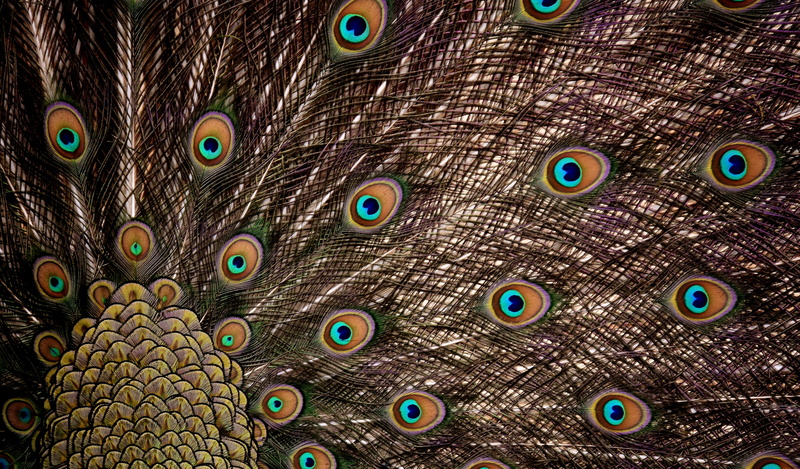 backgrounds, full frame, vertebrate, animal neck, wheel, fanned out, beat rad, wildlife photography, day, animal themes, animal head, no people, gorgeous