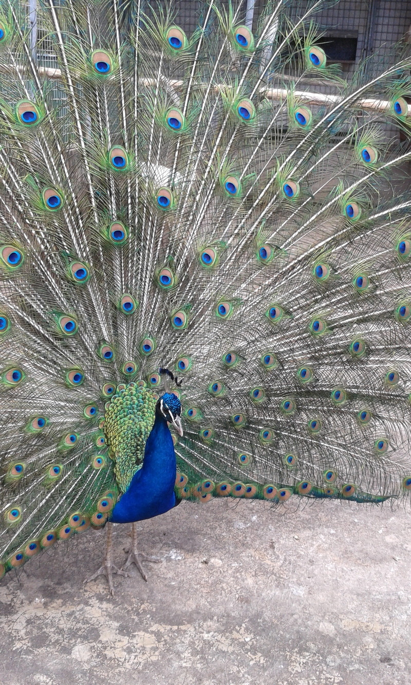 pride, blue, Plumage, beauty, close-up, multi Colored, colors, animal, Peacock, vertebrate, Tail, nature, outdoors, beauty In Nature, vibrant Color, animal Head