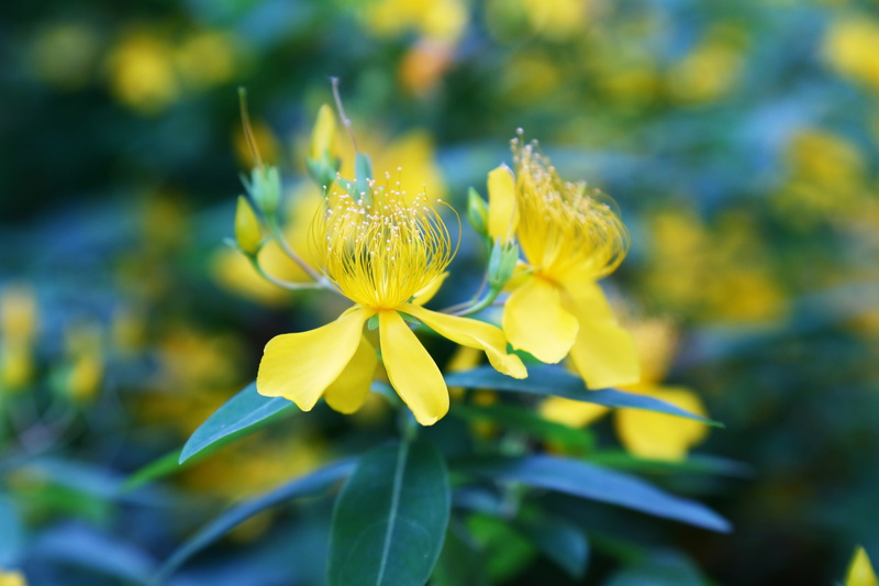 flower, summer, macro, day, inflorescence, Flowers, yellow, Scenery, the scenery, green Color, vulnerability, nature, growth, beauty In Nature, outdoors