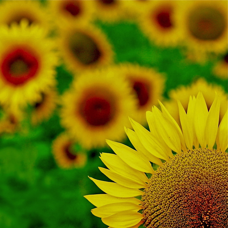 agriculture, field, 720P, van gogh, seed, Explored, photography, provence, plant, petal, vincent, flower, close-up photography, summer, Sunflower, yellow