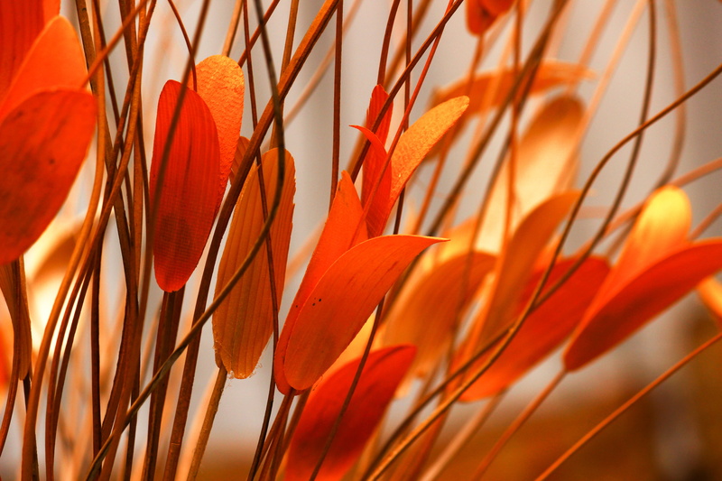flower, plant part, cereal plant, orange, red, orange color, colors, close-up, nature, plant, growth, yellow, flowering plant, orange leaves, beauty in nature