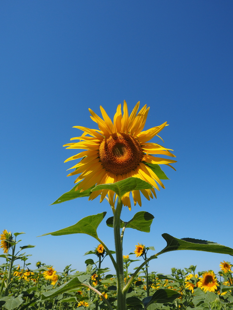 seed, beauty in nature, flower basket, tubular flowers, pollen, low angle view, bloom, blossom, petal, field, macro, beautiful, close-up, vulnerability