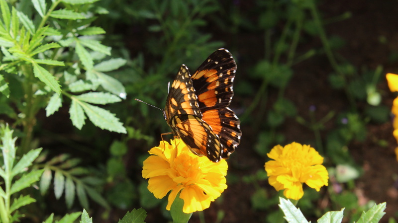 multi Colored, animal, Butterflies, animals in the wild, macro, vulnerability, close-up, flowering plant, invertebrate, flower, butterfly, insect, animal Wing