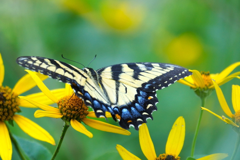 blossom, animal body part, beauty In Nature, animals in the wild, invertebrate, flower, swallowtail, pollination, animal, scenic, Swallowtail Butterfly