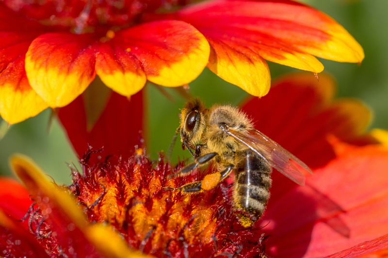 color, outdoors, blue, Bee, flower head, green Color, 2K, honey Bee, orange, nectar, sprinkle, freshness, vulnerability, insects, macro, Bloom, pollen