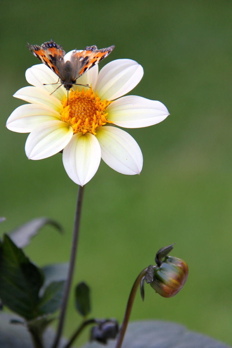 invertebrate, vulnerability, blossom, one animal, green Color, outdoors, pollination, summer flowers, flower, animal themes, animal wing, inflorescence