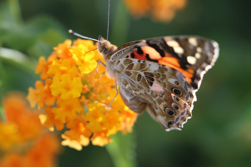 flower, animal Wing, green field, wildlife, animal wildlife, nature turkey, brown, yellow flower, flowering plant, green, focus on foreground, brown and orange