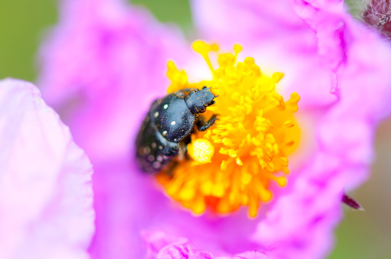 Bug, vibrant, beauty In Nature, bumblebee, Flower, purple, 4K, nature, close-up, flower head, plant, petal, growth, summer, color, inflorescence, Insect