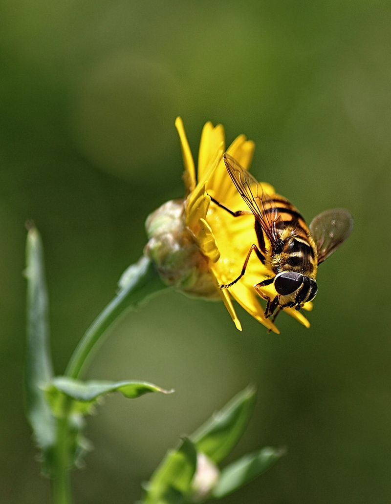 no people, beauty in nature, Flower, animals in the wild, springtime, bee, Nature, honey, focus on foreground, animal Wing, fragility, pollination, invertebrate