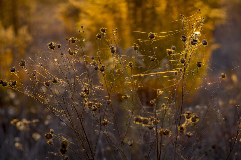 stem, wet, close-up, plant, outdoors, indian summer, sunlight, one animal, inflorescence, day, backlight, summer, fragility, tranquility, complexity, ukraine