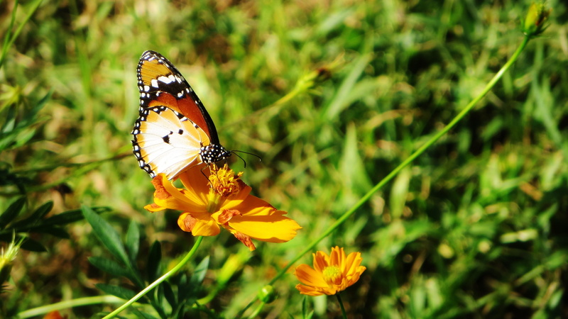 freshness, animals in the wild, plant, outdoors, Sierra Leone, macro, animal wildlife, Africa, animal Wing, summer, growth, nature, beauty, fragility, flower head