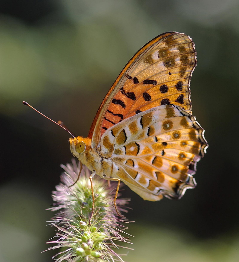 outdoors, indian fritillary, orange, delicate, 1080P, insect, nature, animals in the wild, macro, colorful, close-up, butterfly - insect, one animal, black