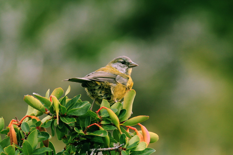 leaves, plant, one Animal, plant part, focus, selective, small, vertebrate, 2K, focus on foreground, close-up, wildlife, yellow, bird, tilt, flowers, green color
