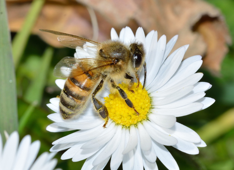 plant, pollen, honey, pollination, macro, animals And Pets, focus on foreground, animal themes, yellow, insect, bee, animal Wing, petal, summer, honey Bee