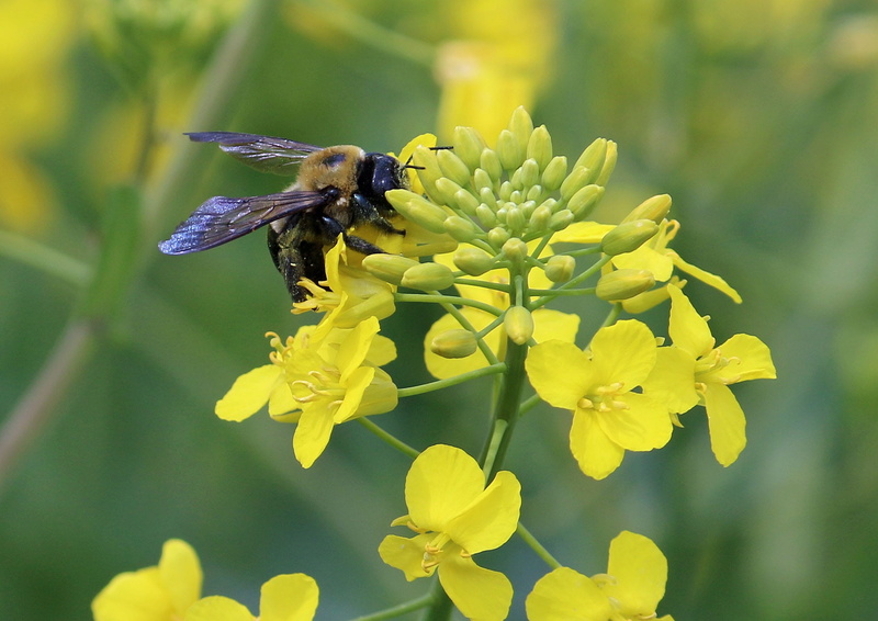 Pollen, fragility, honey Bee, close-up, beekeeping, growth, animal themes, animals in the wild, one animal, Nature, 1080P, beauty In Nature, animal Wing