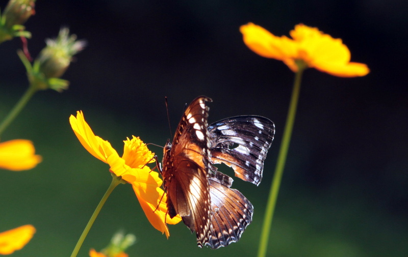 blossom, outdoors, close-up, animal wing, animals in the wild, butterfly - insect, pollination, no people, flower head, butterfly, insect, flowering plant