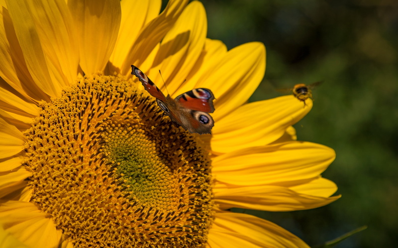 animals in the wild, day, animal themes, nature, invertebrate, fragility, no people, 2K, close-up, sunflower, flower, animal, vulnerability, mouth open