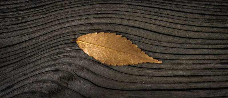 the leaves, yellow, high angle view, tree ring, plants, close-up, natural condition, bark, 4K, leaves, one animal, textured, leaf, backgrounds, autumn