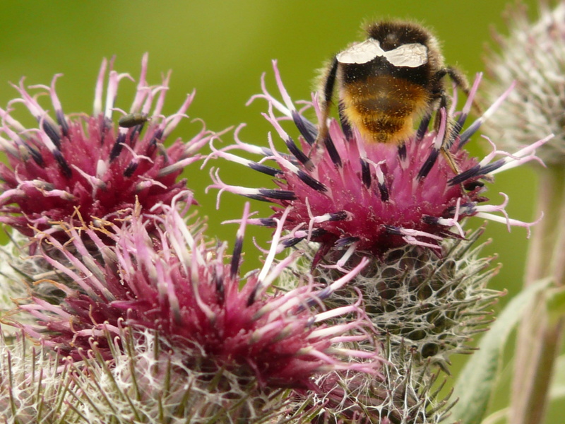 2K, thistle, Blossom, flora, Cats, woolly, close-up, bloom, Felt, invertebrate, beauty in nature, hairy, plant, Wanted, vulnerability, animal themes, fragility