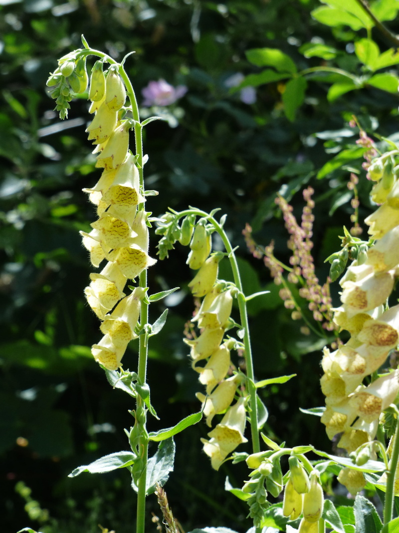 flowering plant, plantaginaceae, Yellow Foxglove, beauty in nature, summer, seed plant, close-up, plant, sunlight, spermatophyta, agriculture, bell, inflorescence
