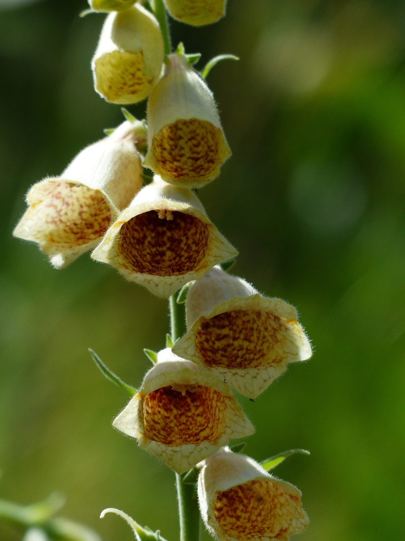brown, seed plant, day, inflorescence, digitalis lutea, thimble, eng rad, food and drink, lamiaceae good, zweikeimblättrig, flower head, food, beauty in nature
