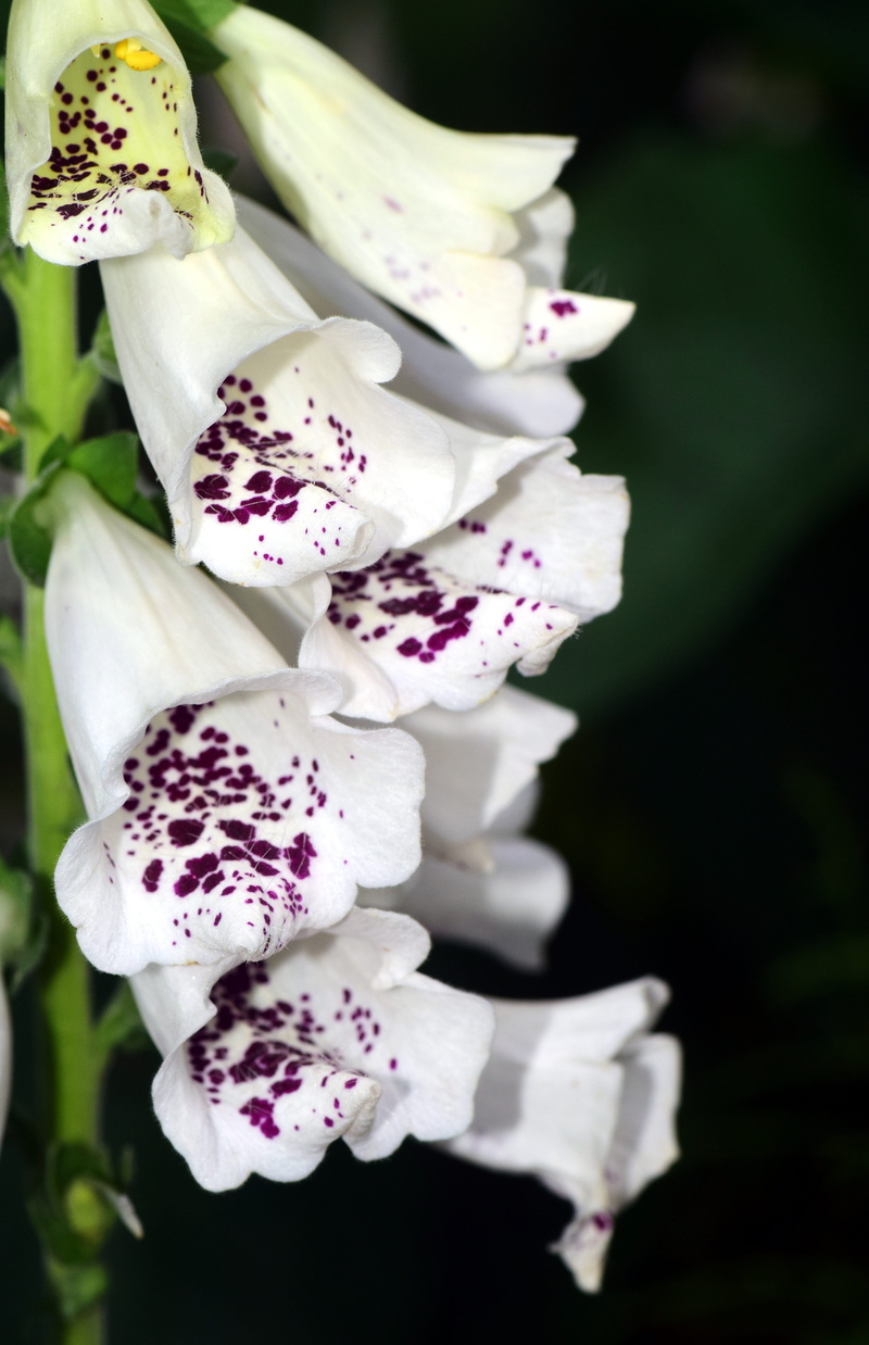 green Color, white color, vulnerability, flowers, outdoors, plant, beauty In Nature, Flower, digitalis, focus on foreground, toxic, inflorescence, fragility