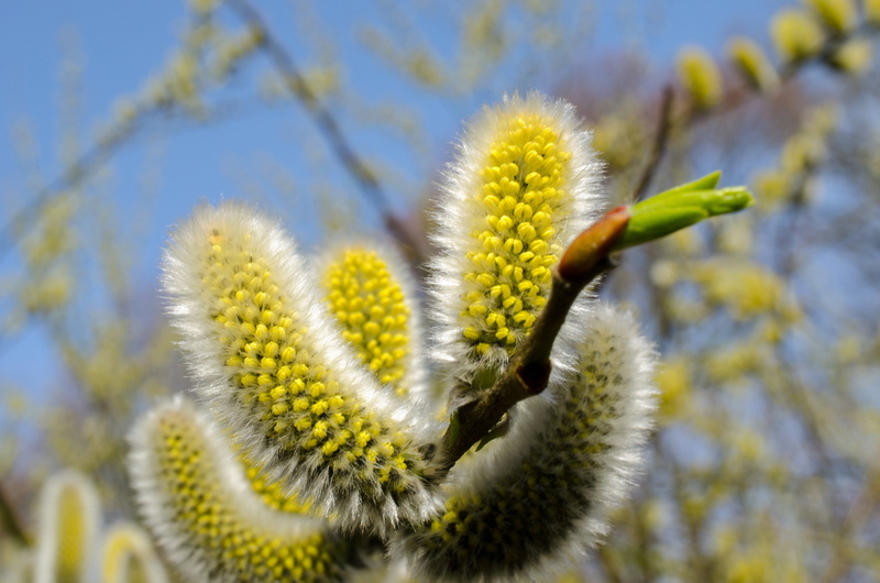 fragility, 4K, springtime, pussy willow, beauty in nature, spring, no people, signs of spring, grazing greenhouse, seeds, soft, bloom, furry, yellow, flowering plant