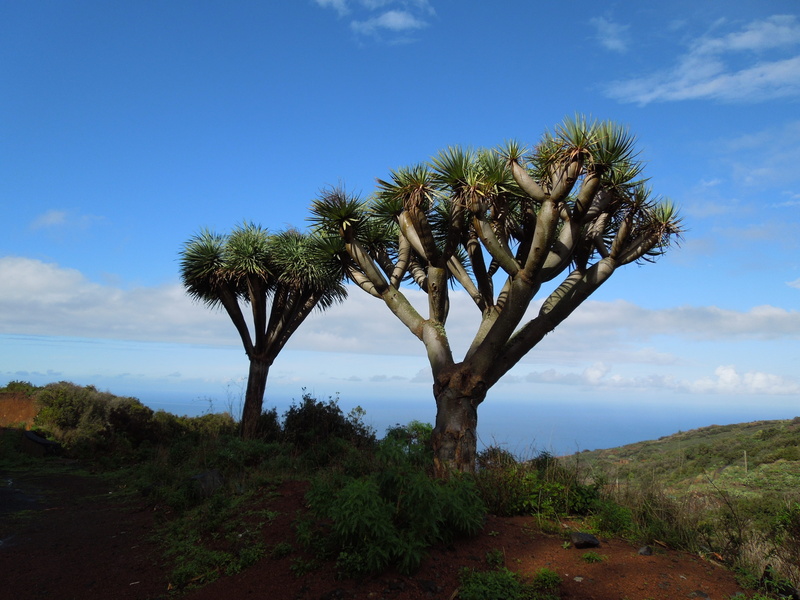 no people, mountain, arid climate, Dragon Tree, environment, tranquil scene, La Palma, tranquility, Nature, plant, land, scenics, cloud - sky, tree, growth