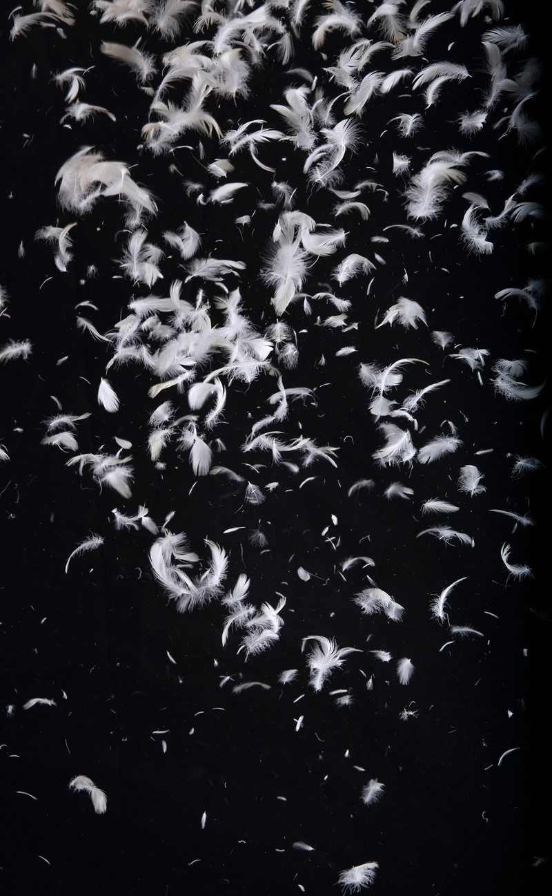 textured, water, new, black, 5K, undersea, pattern, dark, Synthetic, swimming, white, scamp, beauty in nature, animal, animals in the wild, underwater