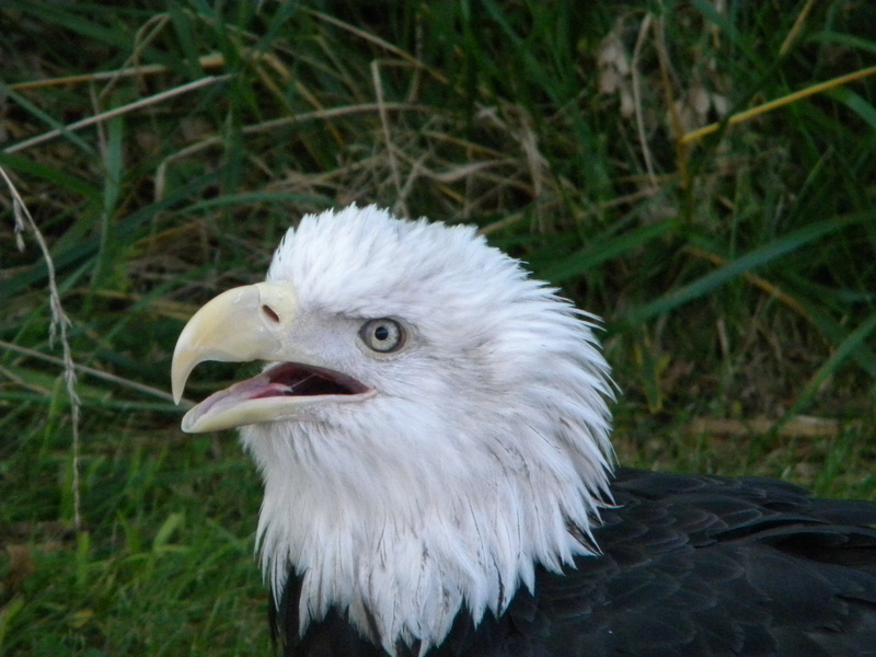 beak, nature, forest, animal eye, land, bird of Prey, focus on foreground, day, one animal, feather, wildlife, patriotic, outdoors, animal, eagles, animal wildlife