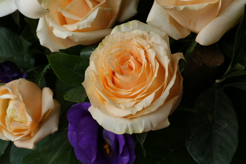 nature, valentine, inflorescence, growth, 5K, flowering plant, flower head, plant, flower arrangement, no people, bouquet, outdoors, flowers, rose - flower