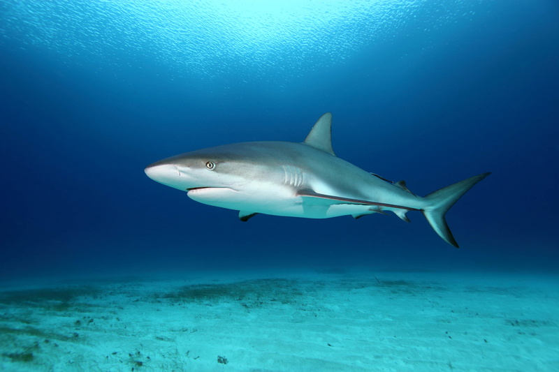 surface, animal, animals In The Wild, reef, sea Life, animal wildlife, sea, animal themes, marine, danger, nature, scuba Diving, blue, underwater diving