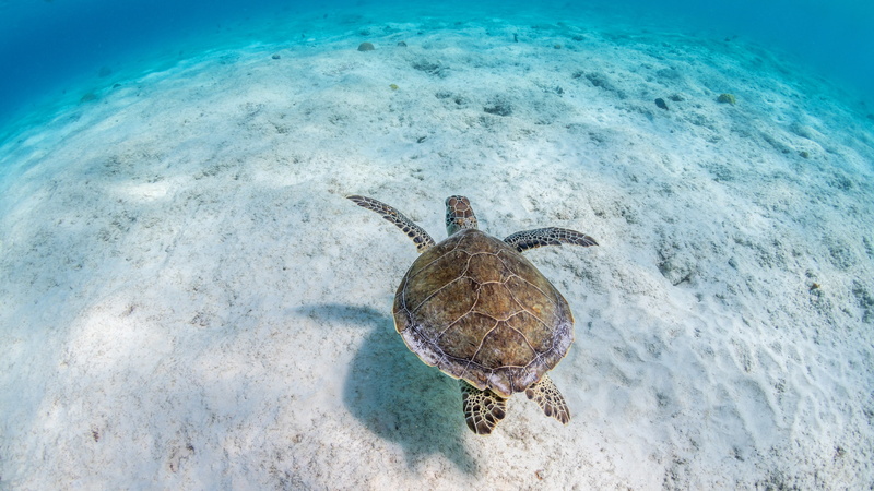 water, sea, sand, background, 4K, sea turtle, swimming, blue background, the bottom, underwater world, turtle