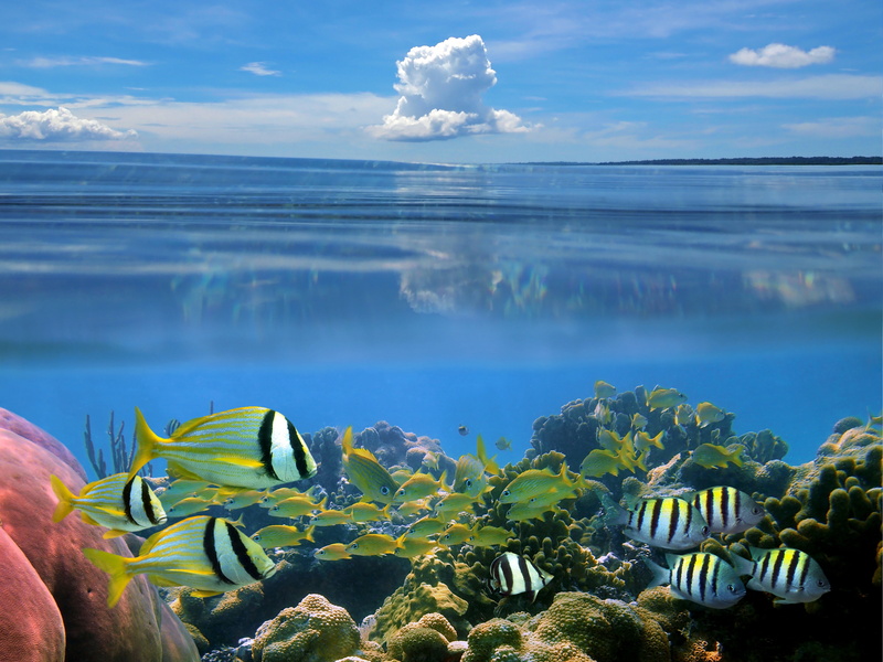sand, vacations, the sea bottom, day, sky, tranquility, Carly, animal wildlife, fish, sea, travel, beach, beauty In Nature, underwater, summer, reef, coral