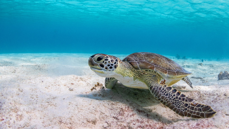 sea turtle, water, sea, at the bottom, 4K, turtle, underwater world, background