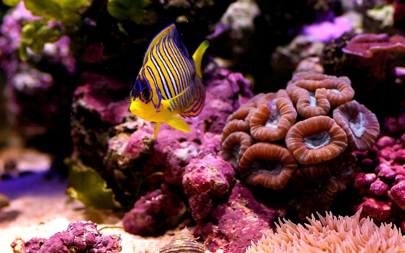 coral, fish, deep, invertebrate, reef, tropical Fish, ecosystem, multi Colored, 2K, undersea, corals, beauty In Nature, swimming, animal, marine, sea Life