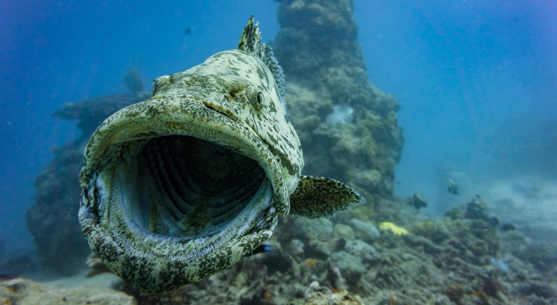 sea life, reptile, swimming, marine, animal themes, coral, animals in the wild, sea, 1080P, animal, one animal, reef, ecosystem, animal wildlife, fish